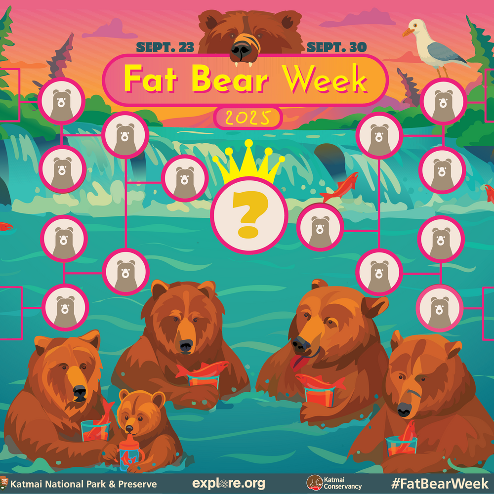 Fat Bear Week 2025: Katmai's Burly Contenders Gear Up for the Ultimate Plump-Off