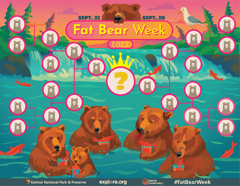 Fat Bear Week 2025: Katmai's Burly Contenders Gear Up for the Ultimate Plump-Off
