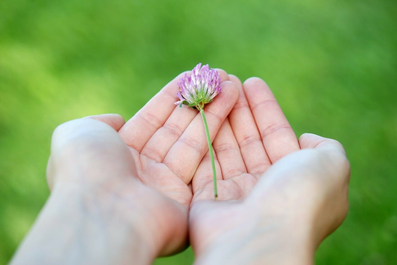 Flower Hands Giving Give Gift  - GLady / Pixabay